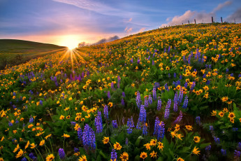 Картинка природа луга цветы закат поляна люпины