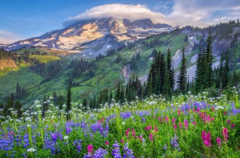 Картинка природа луга облака холмы сша горы деревья цветы поляна