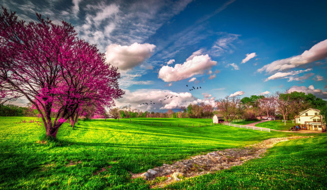 Обои картинки фото природа, деревья, дерево, зелень, трава, ферма, весна, цветение, сша, штат, миссури, облака