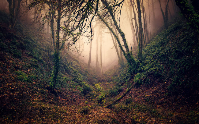Обои картинки фото природа, лес, туман, ветки, деревья, овраг