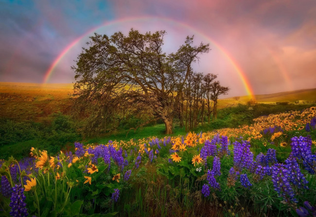 Обои картинки фото природа, радуга, холмы, поляна, люпины, цветы, небо, округ, колумбия, национальный, парк, штат, вашингтон, сша