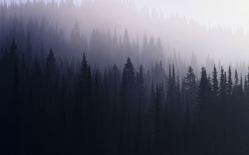 Картинка 3д+графика природа+ nature туман ели лес деревья