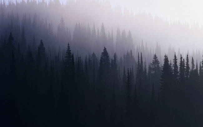 Обои картинки фото 3д графика, природа , nature, туман, ели, лес, деревья