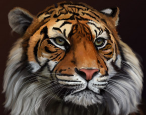 Картинка рисованное животные +тигры морда тигр голова