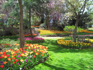 Картинка природа парк тюльпаны клумбы весна