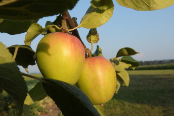 обоя природа, плоды, яблоки