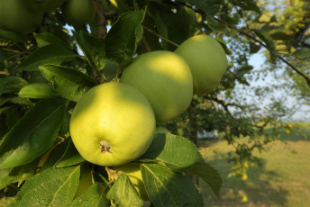 Картинка природа плоды яблоки
