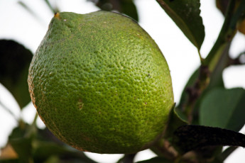 Картинка природа плоды макро лимон