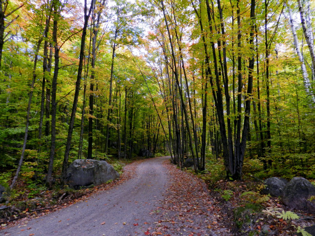 Обои картинки фото природа, дороги, осень, деревья, дорога, камни