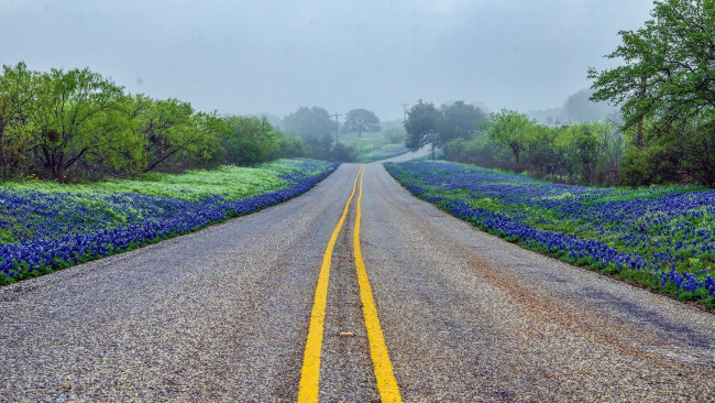 Обои картинки фото природа, дороги, цветы, разметка, шоссе