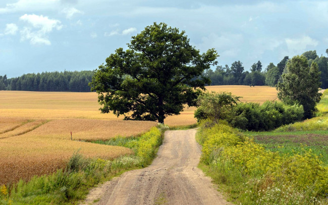 Обои картинки фото природа, дороги, деревья, полевая, дорога, трава, поля, лето