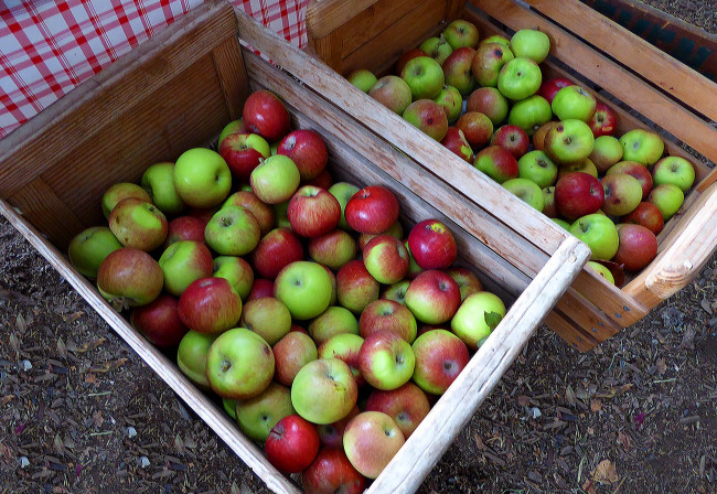 Обои картинки фото еда, Яблоки, урожай, яблоки, ящики, много