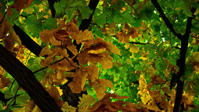 Обои картинки фото природа, деревья, дуб, дерево, осень