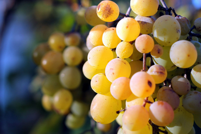 Обои картинки фото природа, Ягоды,  виноград, гроздья