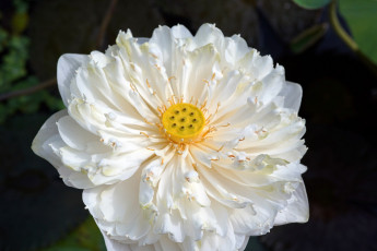 Картинка цветы лотосы белый лотос макро