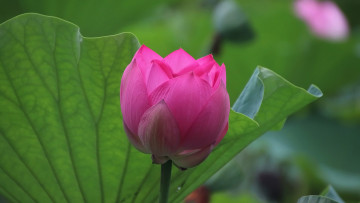 Картинка цветы лотосы розовый лотос макро бутон