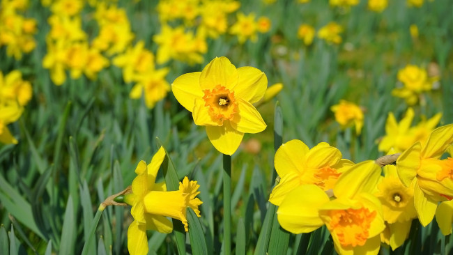 Обои картинки фото цветы, нарциссы, желтые, весна