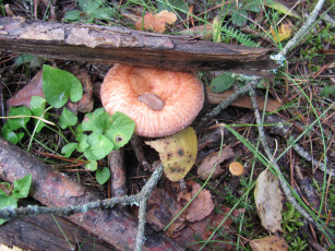 Картинка природа грибы листья трава рыжий гриб