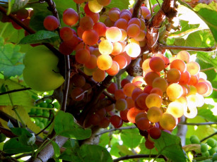 Картинка природа Ягоды виноград ветка