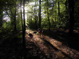 Картинка животные собаки лес