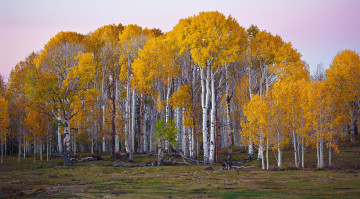 Картинка природа деревья березы осень