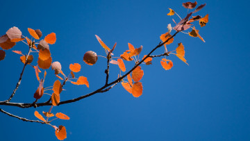Картинка природа листья синий ветка оранжевые