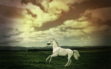 Картинка животные лошади вечер поле облака