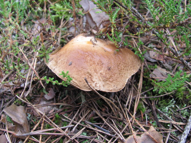 Обои картинки фото природа, грибы, коричневая, шляпка