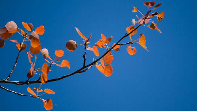 Обои картинки фото природа, листья, синий, ветка, оранжевые