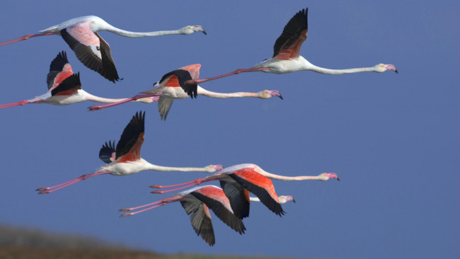 Обои картинки фото животные, фламинго, полёт, небо