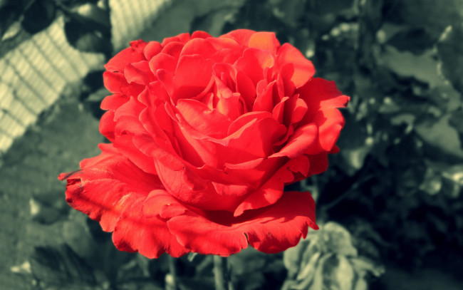 Обои картинки фото цветы, розы, лепестки, красные