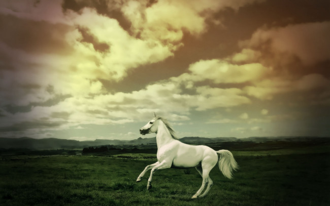 Обои картинки фото животные, лошади, вечер, поле, облака