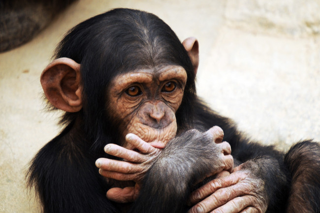 Обои картинки фото животные, обезьяны, задумчивость, шимпанзе