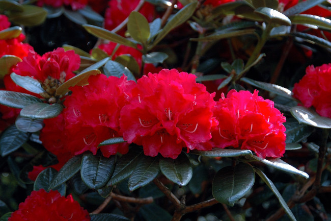 Обои картинки фото цветы, рододендроны, азалии, красный, яркий