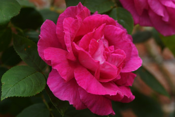 Картинка цветы розы розовый лепестки королева