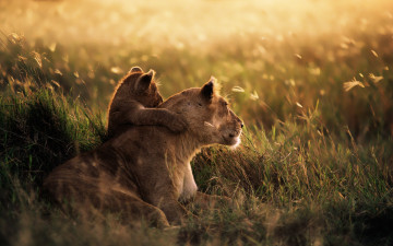 Картинка животные львы сафари лев
