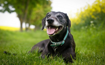 Картинка животные собаки собака трава зелень лето