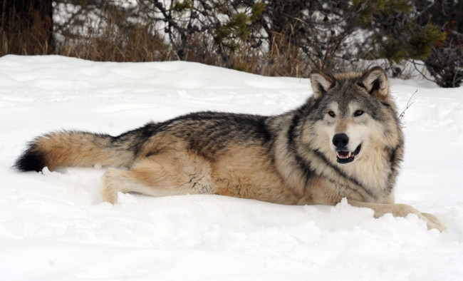 Обои картинки фото животные, волки, снег, хищник