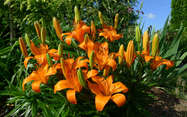 Обои картинки фото цветы, лилии, лилейники, оранжевый, тигровая, лилия