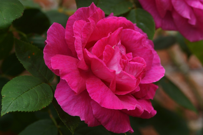Обои картинки фото цветы, розы, розовый, лепестки, королева