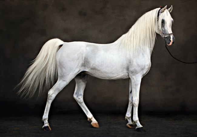 Обои картинки фото животные, лошади, белый, грива, стать