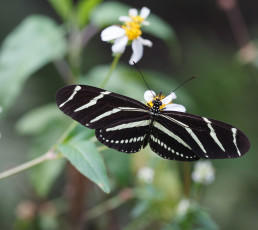 Картинка животные бабочки бабочка макро травинка крылья цветы