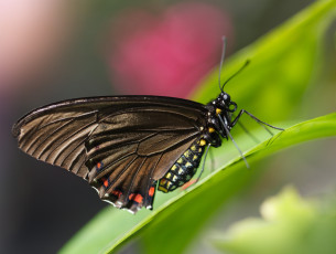 Картинка животные бабочки бабочка макро крылья усики хоботок лист