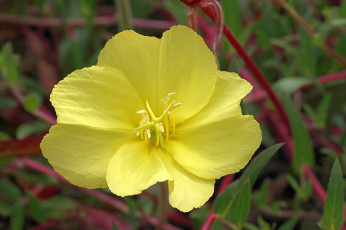 Картинка цветы цветок жёлтый макро