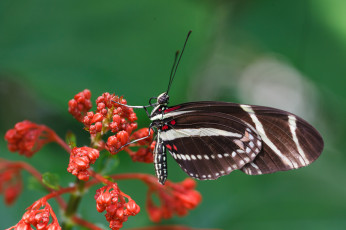 Картинка животные бабочки бабочка крылья bob+decker