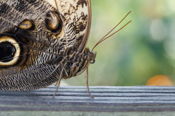 Картинка животные бабочки бабочка макро крылья усики хоботок