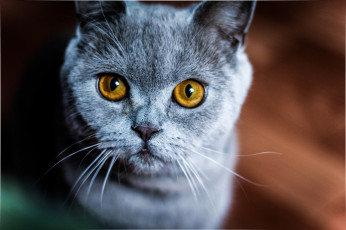 Картинка животные коты кошка животное породистая желтые глаза взгляд окрас уши