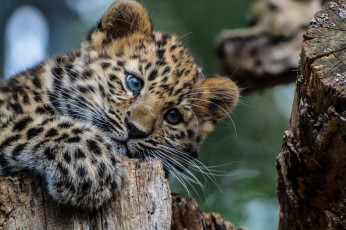 Картинка животные леопарды леопард животное детеныш хищник взгляд окрас