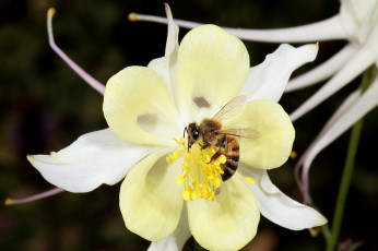 Картинка животные пчелы +осы +шмели цветок жёлтый макро пчела опыляет