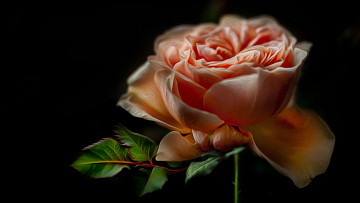 Картинка разное компьютерный+дизайн роза бутон цветение ярко